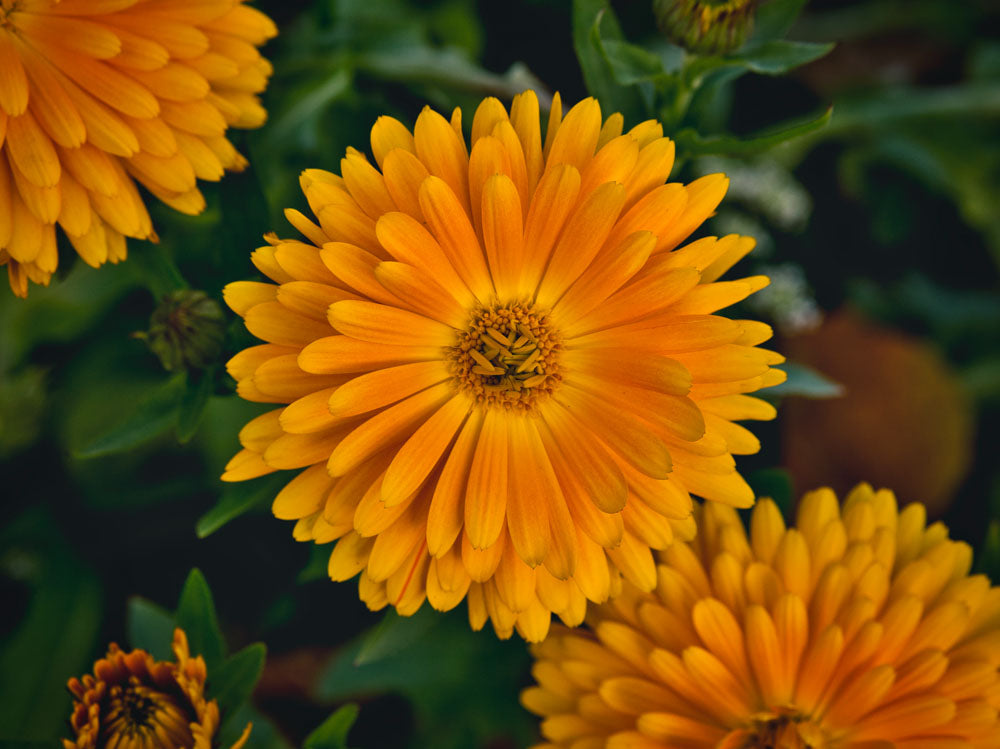 Alan Edward - Orange daisy