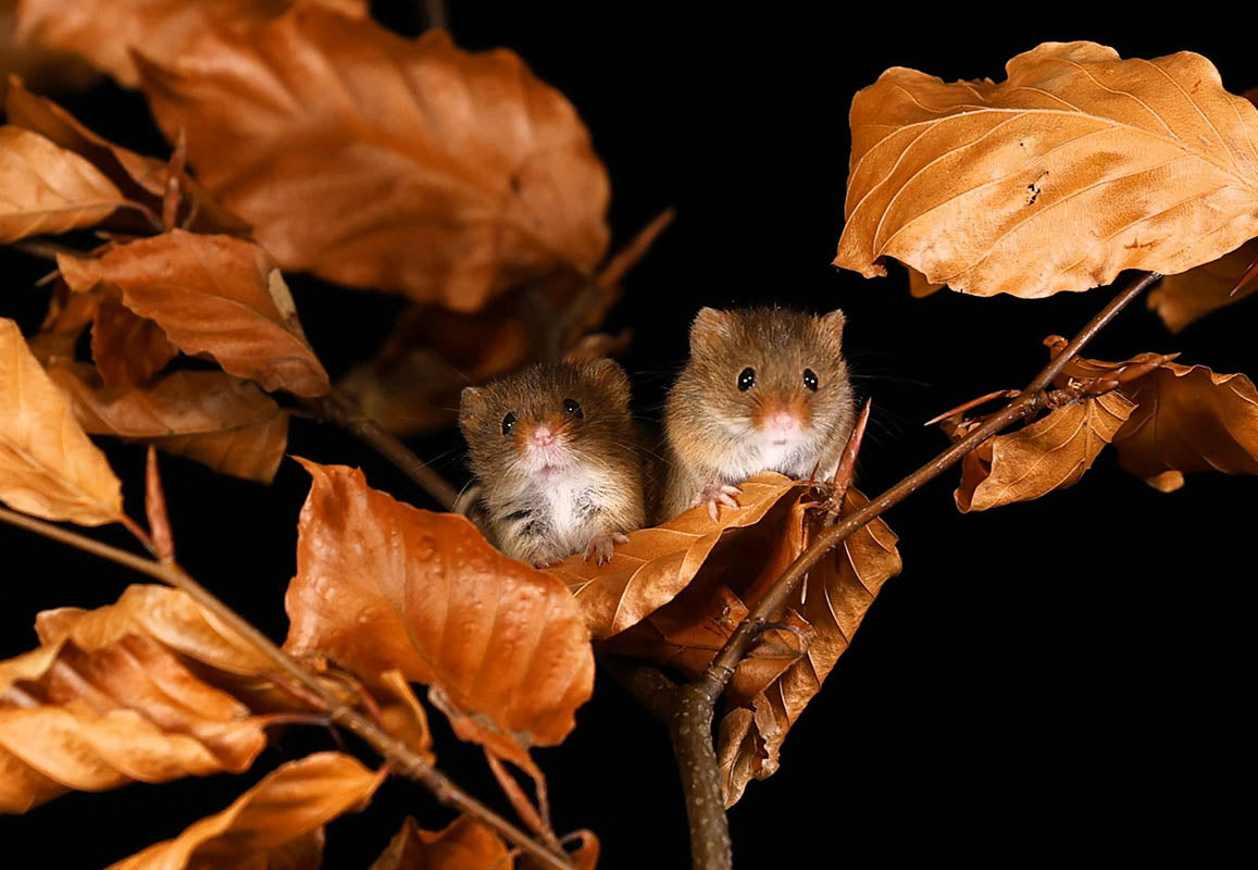 Chris Batchelor - Nice to see you