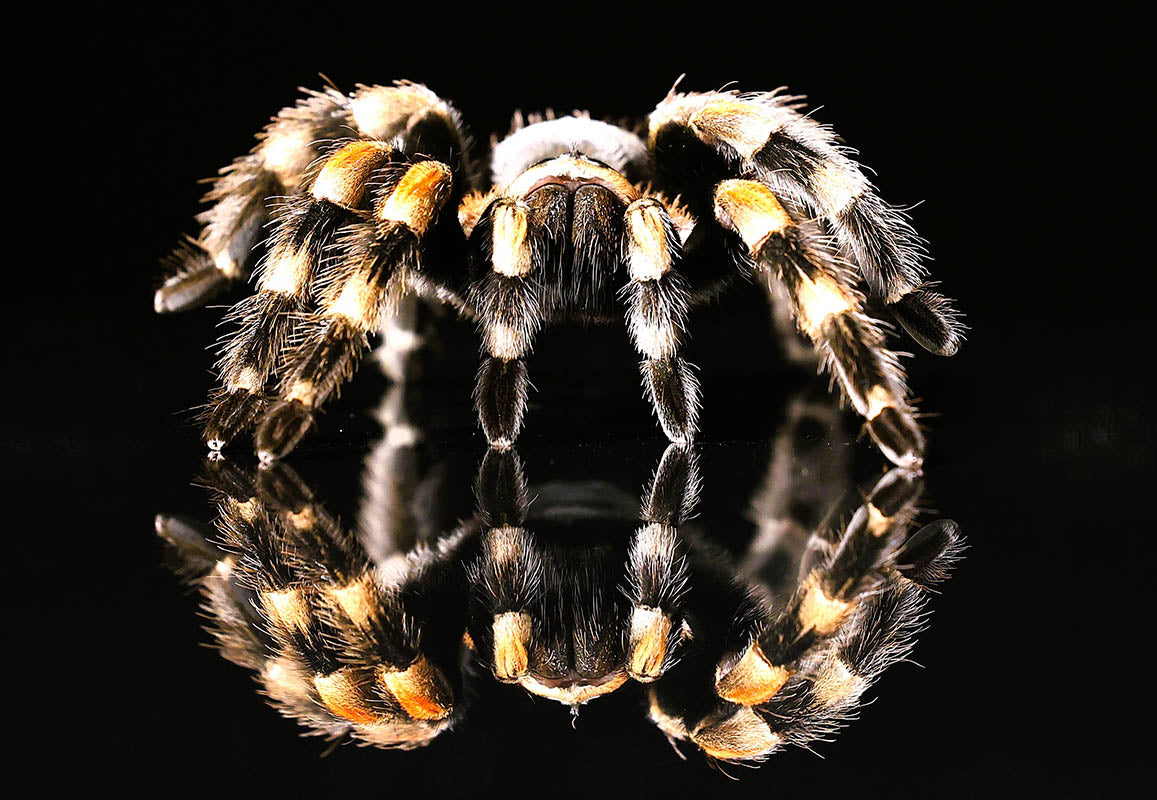 Chris Batchelor - Peaches