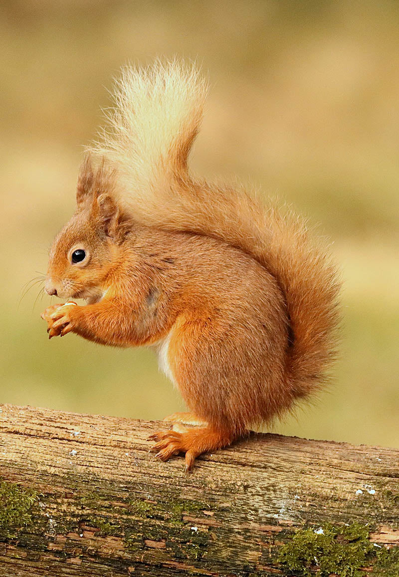 Chris Batchelor - Stocking up