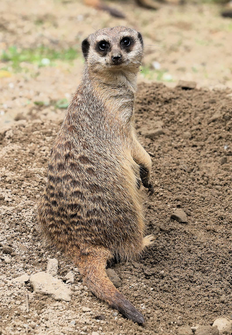 Chris Batchelor - The Look Out