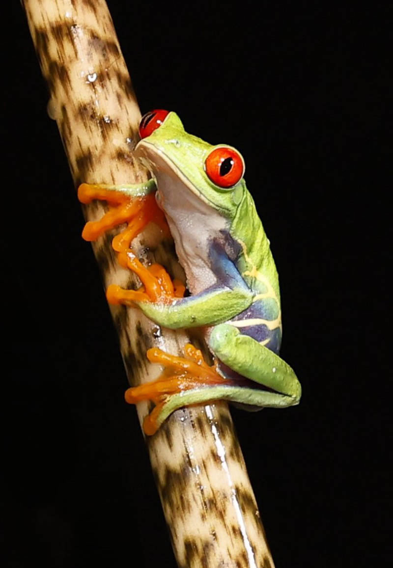 Chris Batchelor - Red Eyed Tree Frog