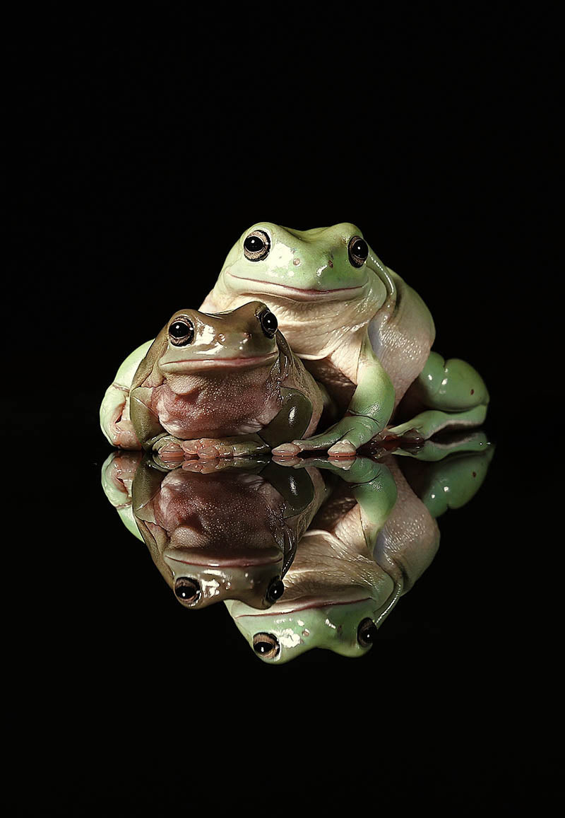 Chris Batchelor - A Happy Couple