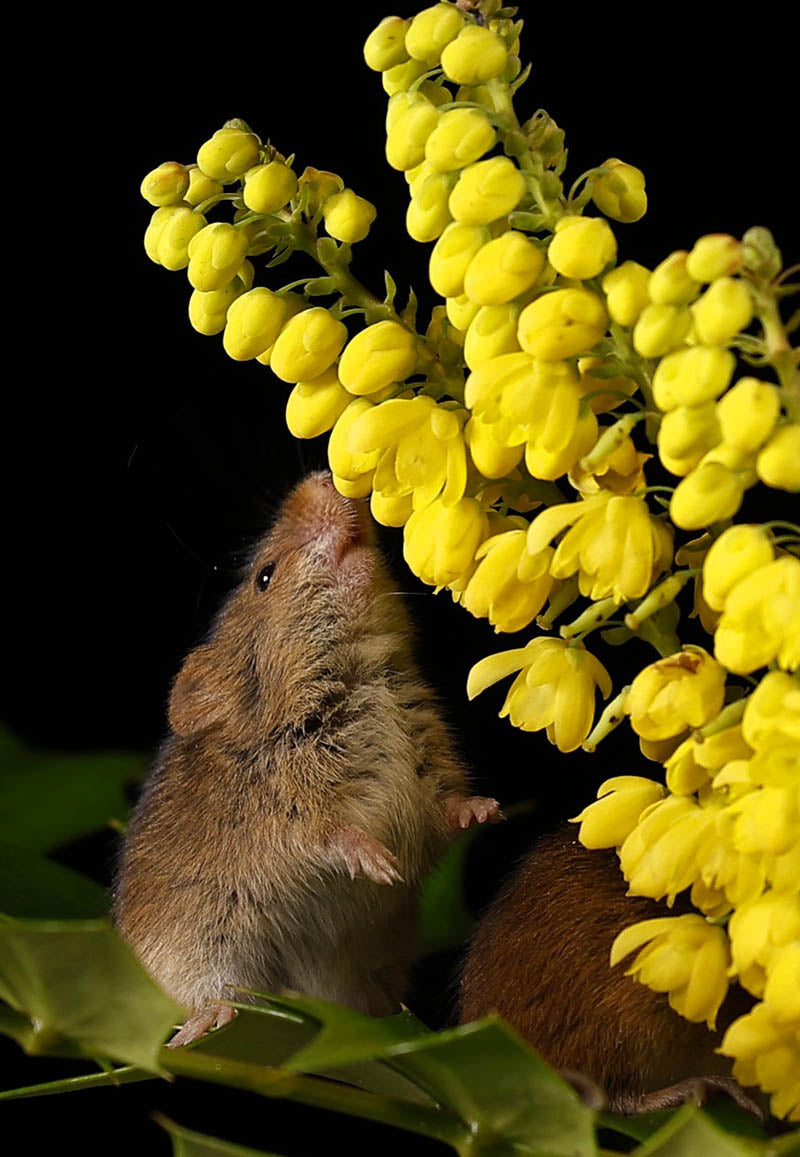 Chris Batchelor - Harvest Mouse with Gorse
