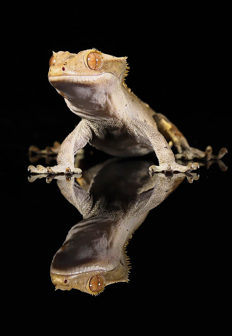 Chris Batchelor - Bearded Dragon