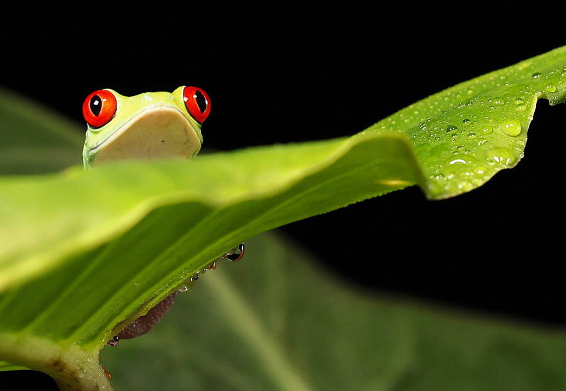 Chris Batchelor - Peek a boo