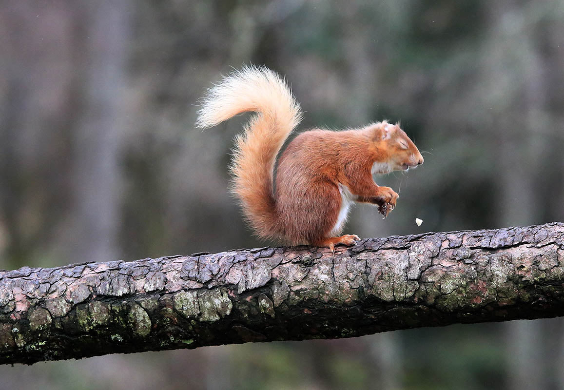 Chris Batchelor - A chooooo