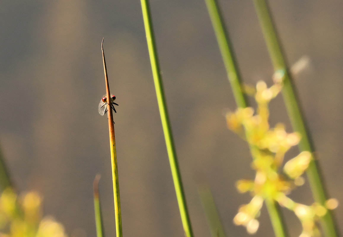 Chris Batchelor - Can you see me?