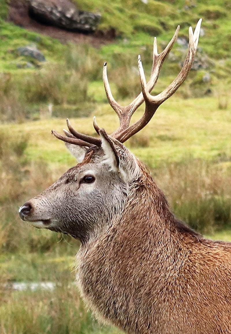 Chris Batchelor - Profile