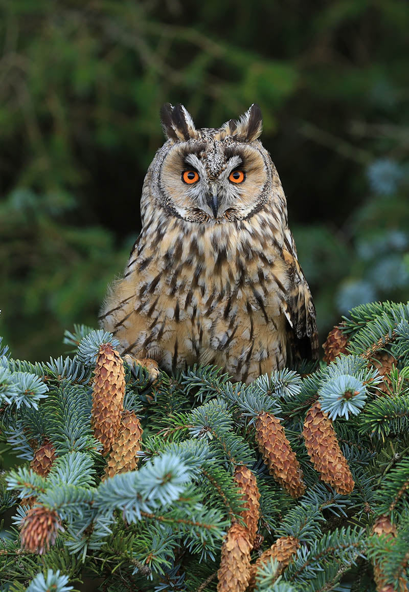 Chris Batchelor - What you lookin at?