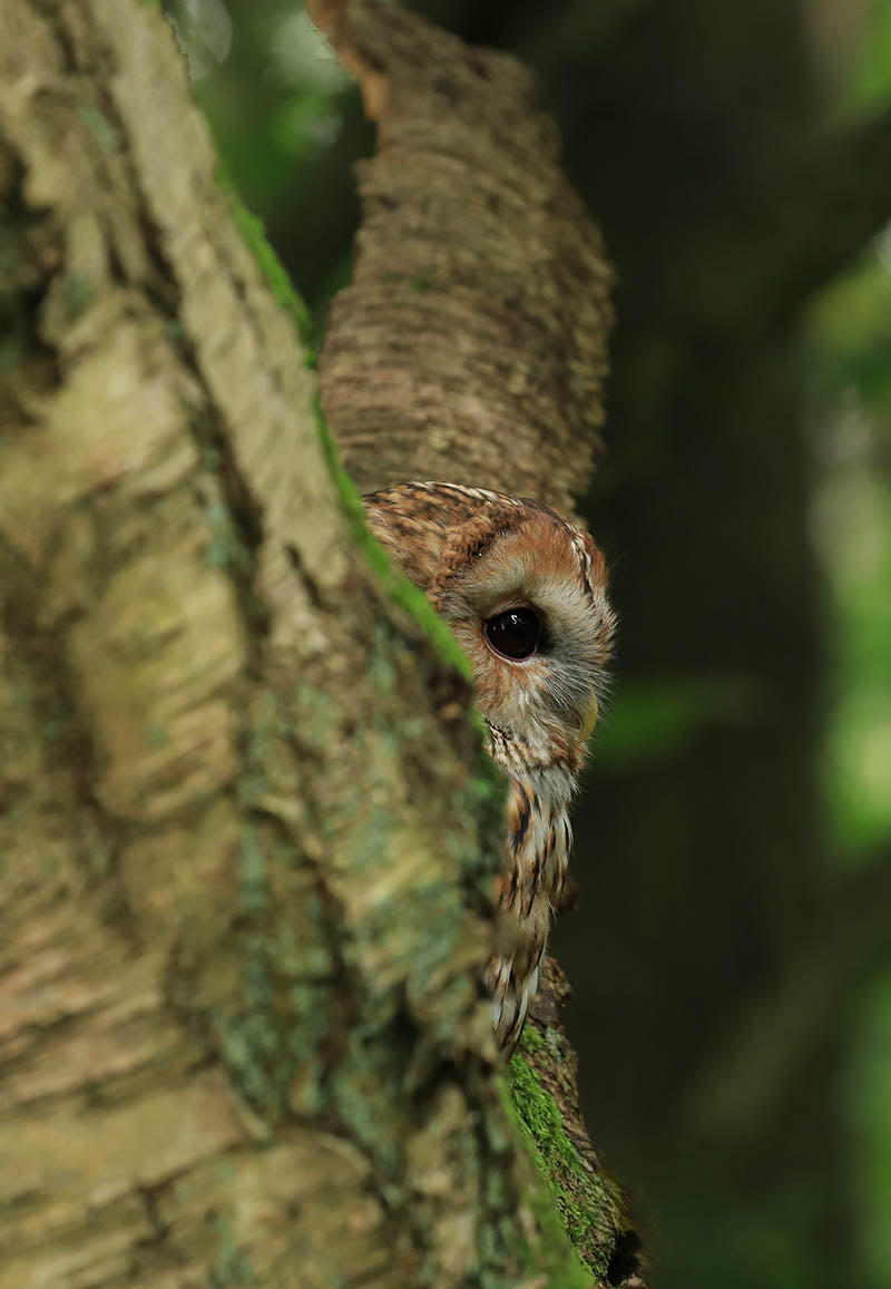 Chris Batchelor - Tawny time 1