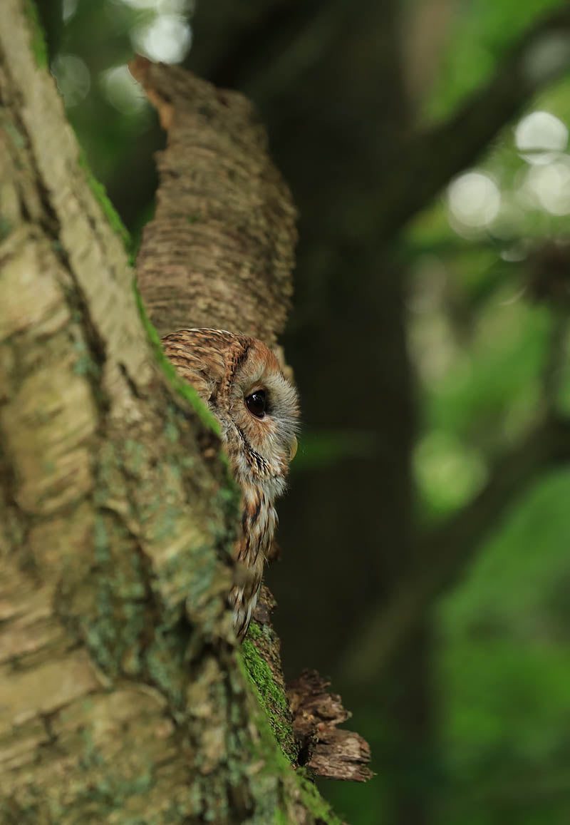 Chris Batchelor - Tawny time 2