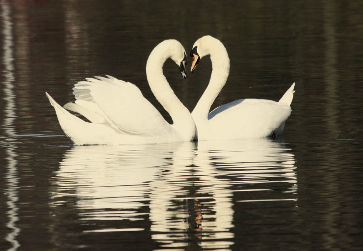 Chris Batchelor - Love you