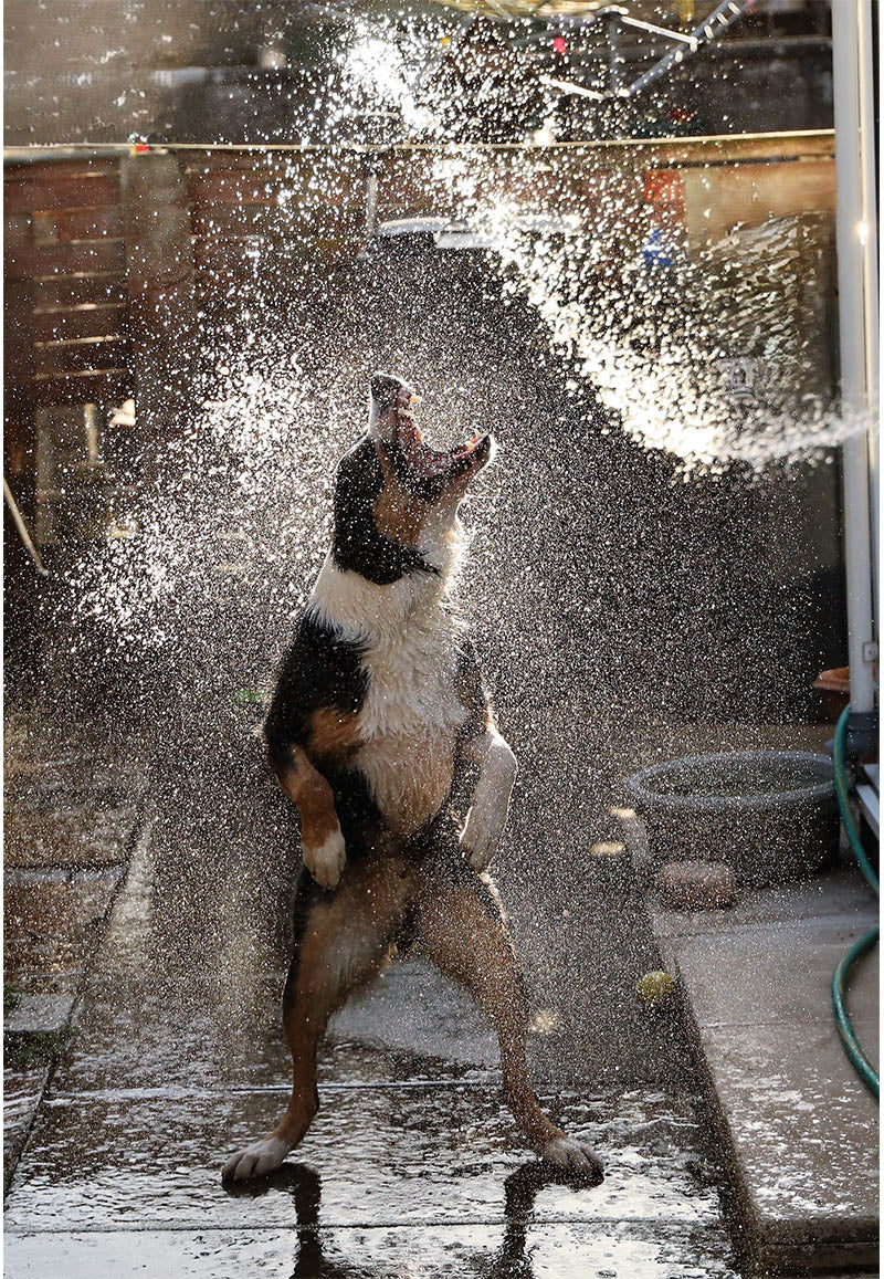 Chris Batchelor - Dancing dog