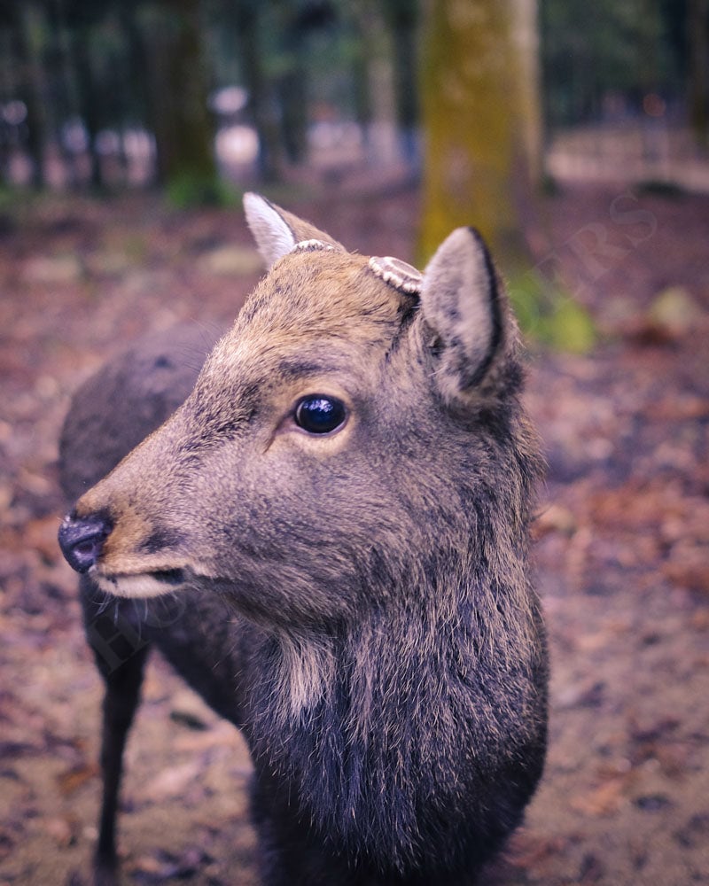 Alan Edward - Deer in Nara, Japan