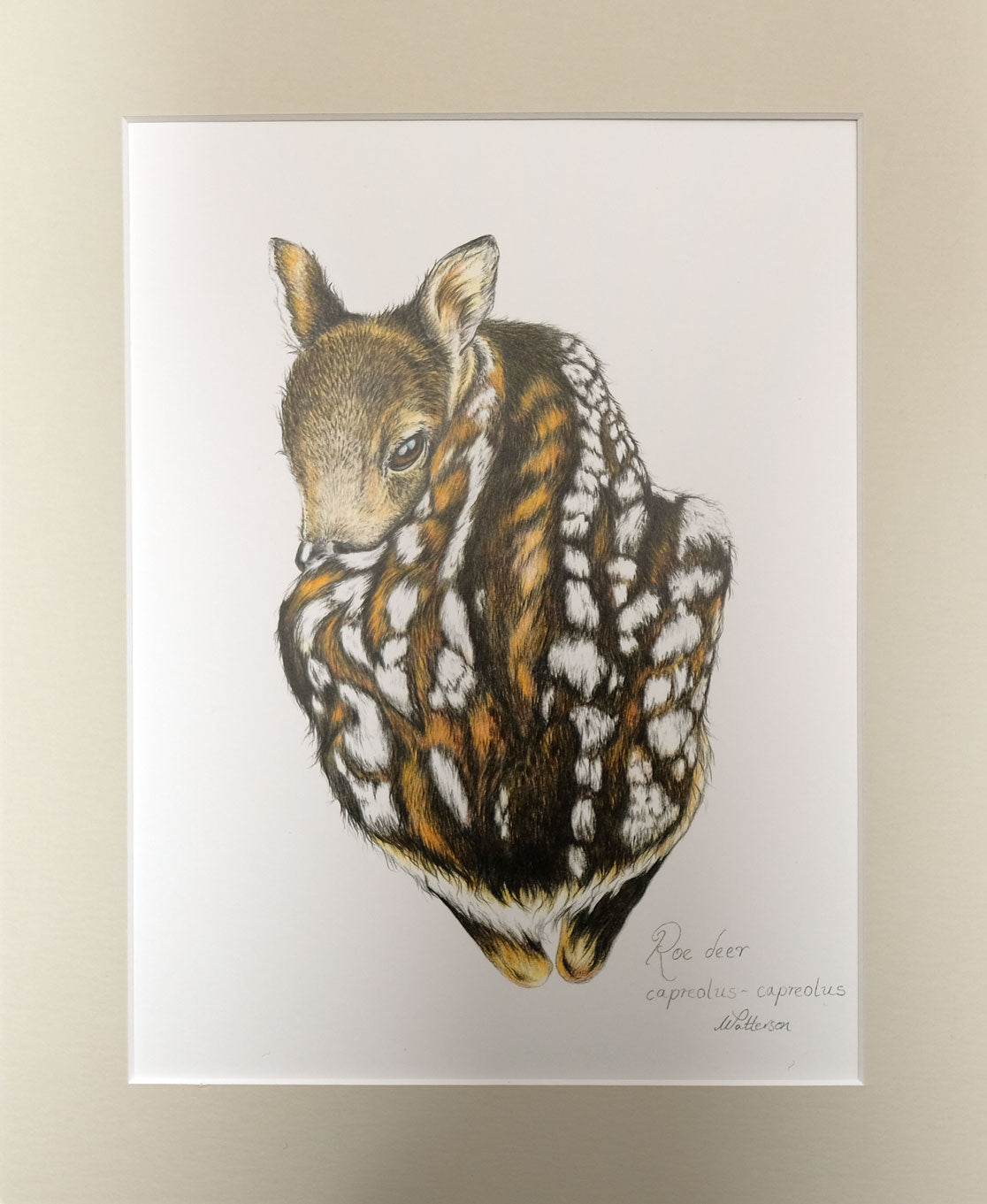 Wendy Patterson - Fern Fawn