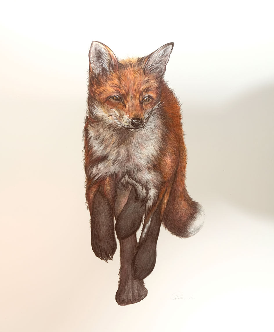 Wendy Patterson - Fox Trot