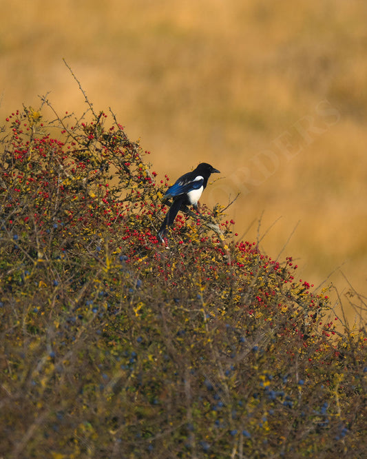 Alan Edward - Magpie in Dover