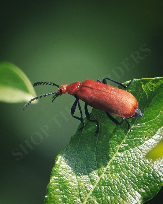 Alan Edward - A scarlet lily beetle