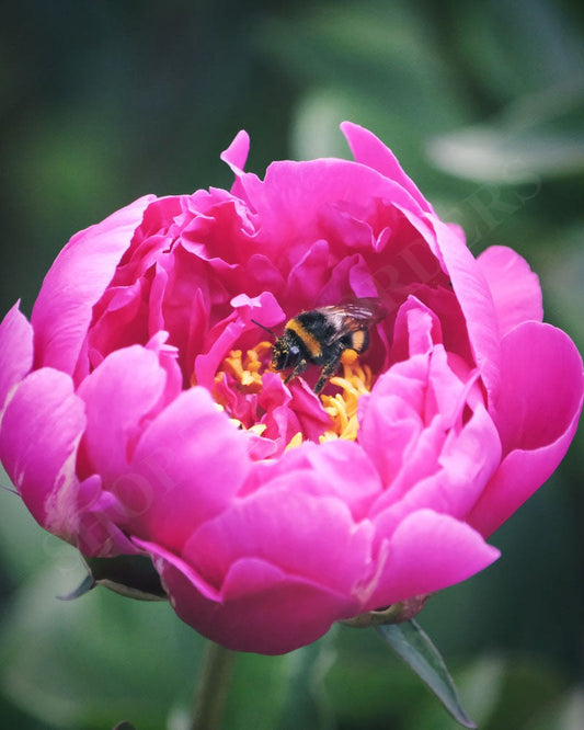 Alan Edward - Peony and a bumble bee