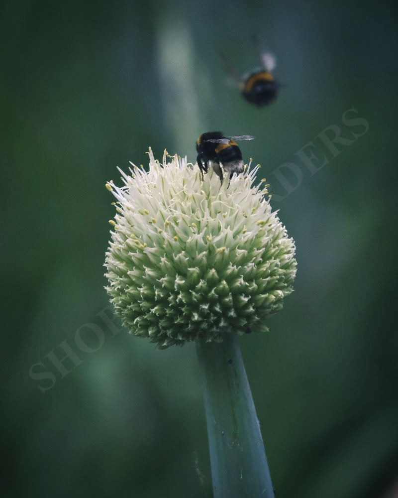 Alan Edward - Leek and bees