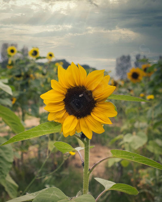 Alan Edward - Sunflowers