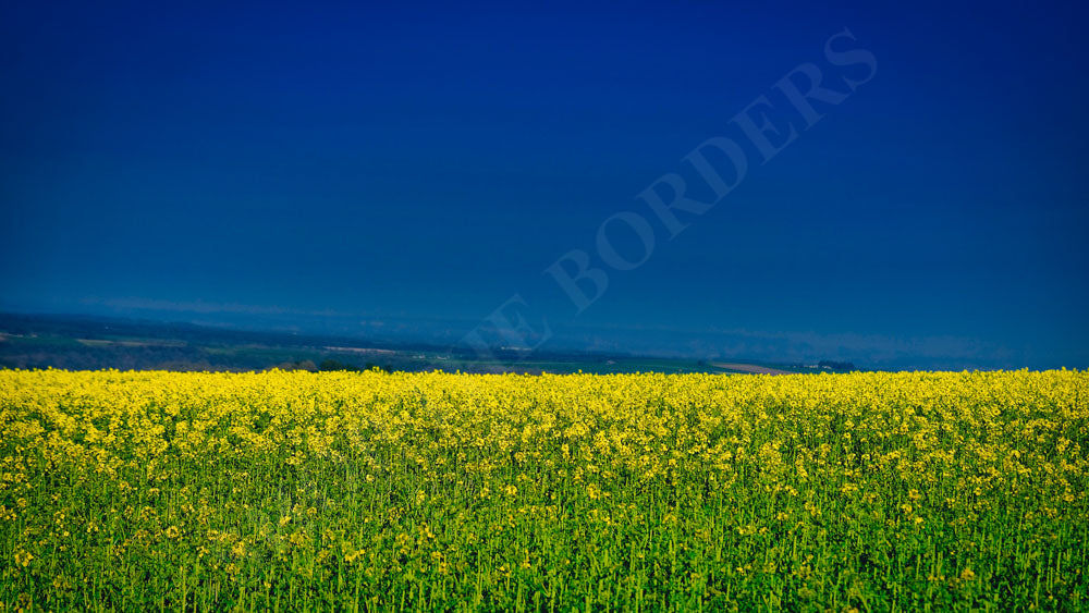 Alan Edward - Fields of rapeseeds Yorkshire