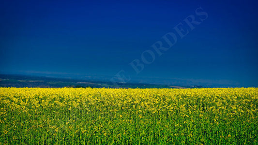 Alan Edward - Fields of rapeseeds Yorkshire