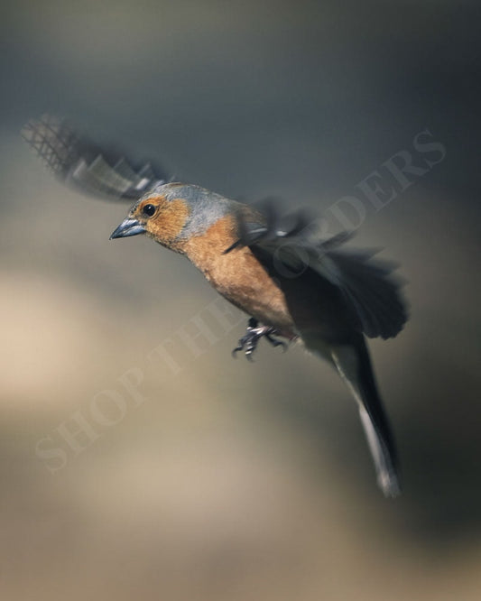 Alan Edward - Scottish Chaffinch, Plockton