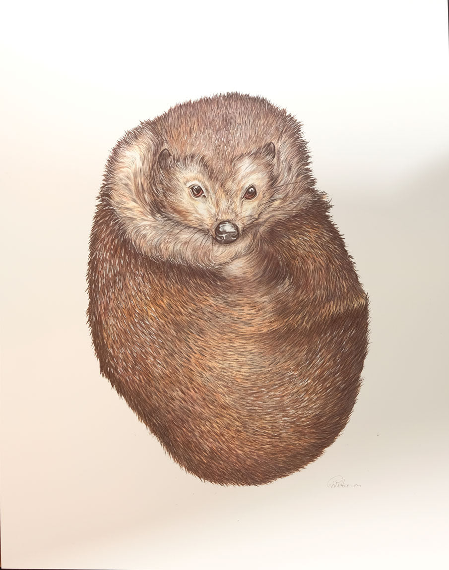 Wendy Patterson - Hedgehog Hug